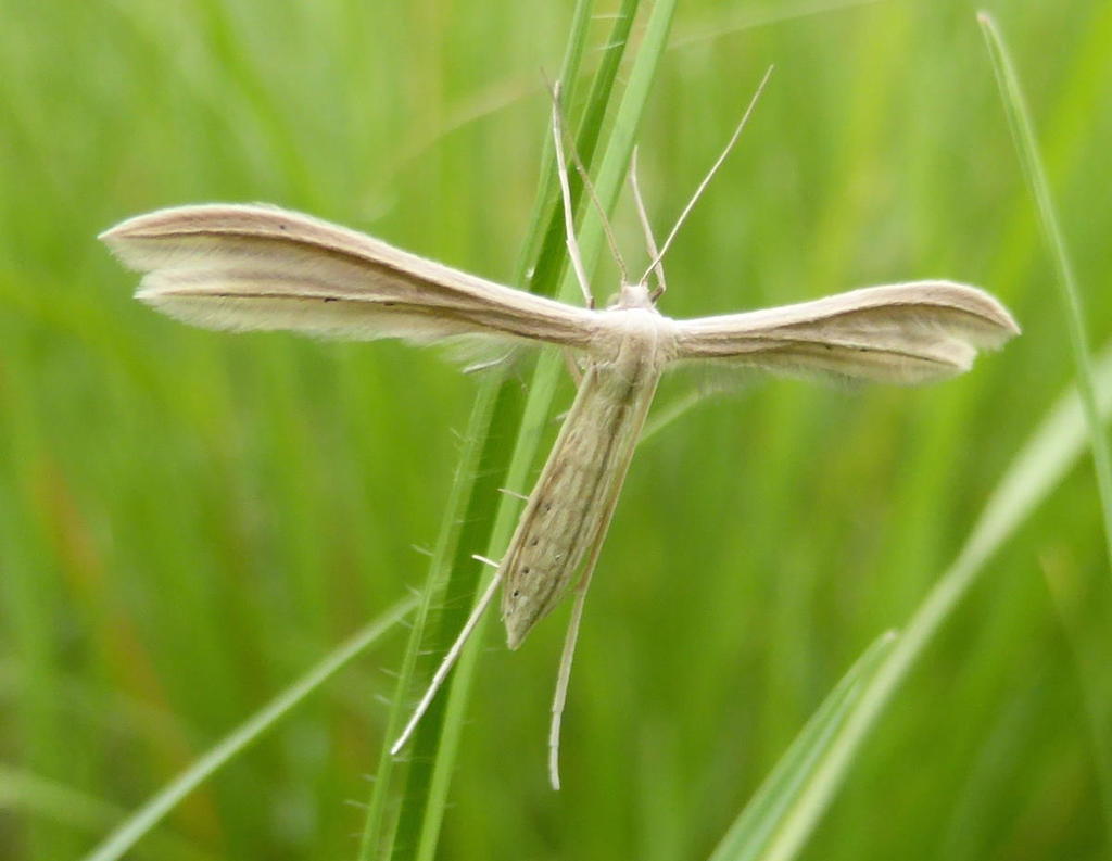 Pterophorus rhyparias