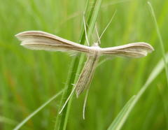 Pterophorus rhyparias