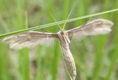 Pterophorus rhyparias
