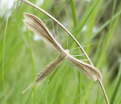 Pterophorus rhyparias