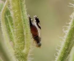 Diptera