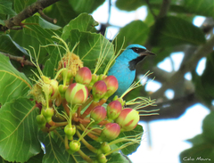 Dacnis cayana
