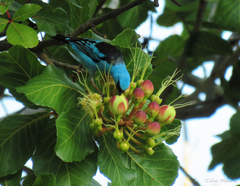Dacnis cayana