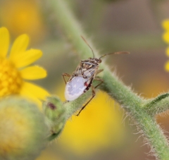 Liorhyssus