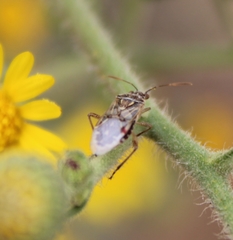 Liorhyssus