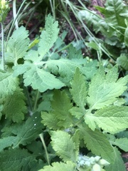 Chelidonium majus