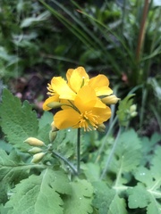 Chelidonium majus