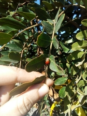 Harmonia axyridis