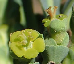 Anthacanthae