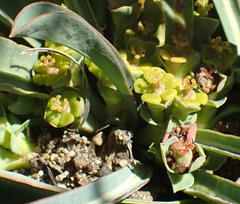 Anthacanthae