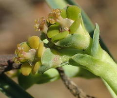 Anthacanthae