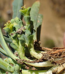 Anthacanthae