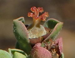 Anthacanthae
