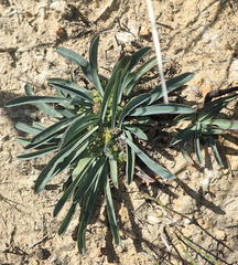 Anthacanthae