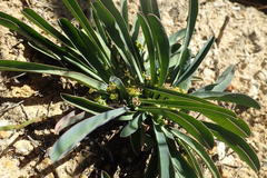 Anthacanthae