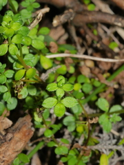 Galium propinquum
