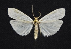 Crambidia xanthocorpa