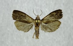 Eucosma sombreana