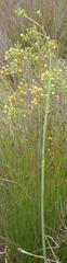 Lichtensteinia trifida trifida