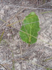 Lichtensteinia trifida trifida