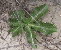 Lichtensteinia trifida trifida