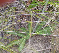 Lichtensteinia trifida trifida