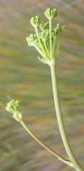 Lichtensteinia trifida trifida