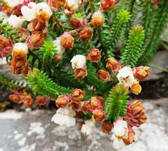 Erica corydalis