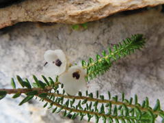 Erica corydalis