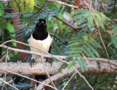 Cyanocorax cyanopogon