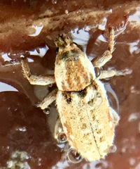 Microlarinus lareynii