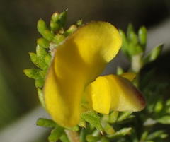 Aspalathus asparagoides asparagoides
