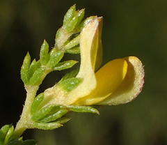 Aspalathus asparagoides asparagoides