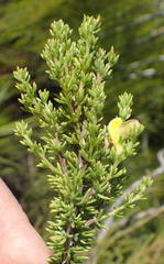 Aspalathus asparagoides asparagoides
