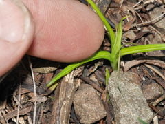 Pterostylis graminea