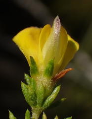 Aspalathus asparagoides asparagoides