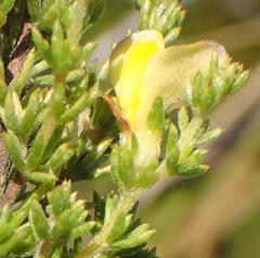 Aspalathus asparagoides asparagoides
