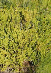 Aspalathus asparagoides asparagoides