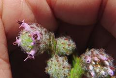 Erica barbigeroides