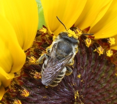 Megachile