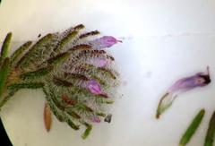 Erica barbigeroides