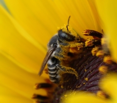 Megachile