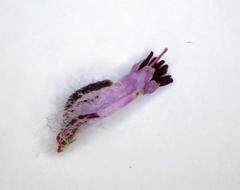 Erica barbigeroides