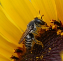 Megachile
