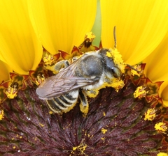 Megachile