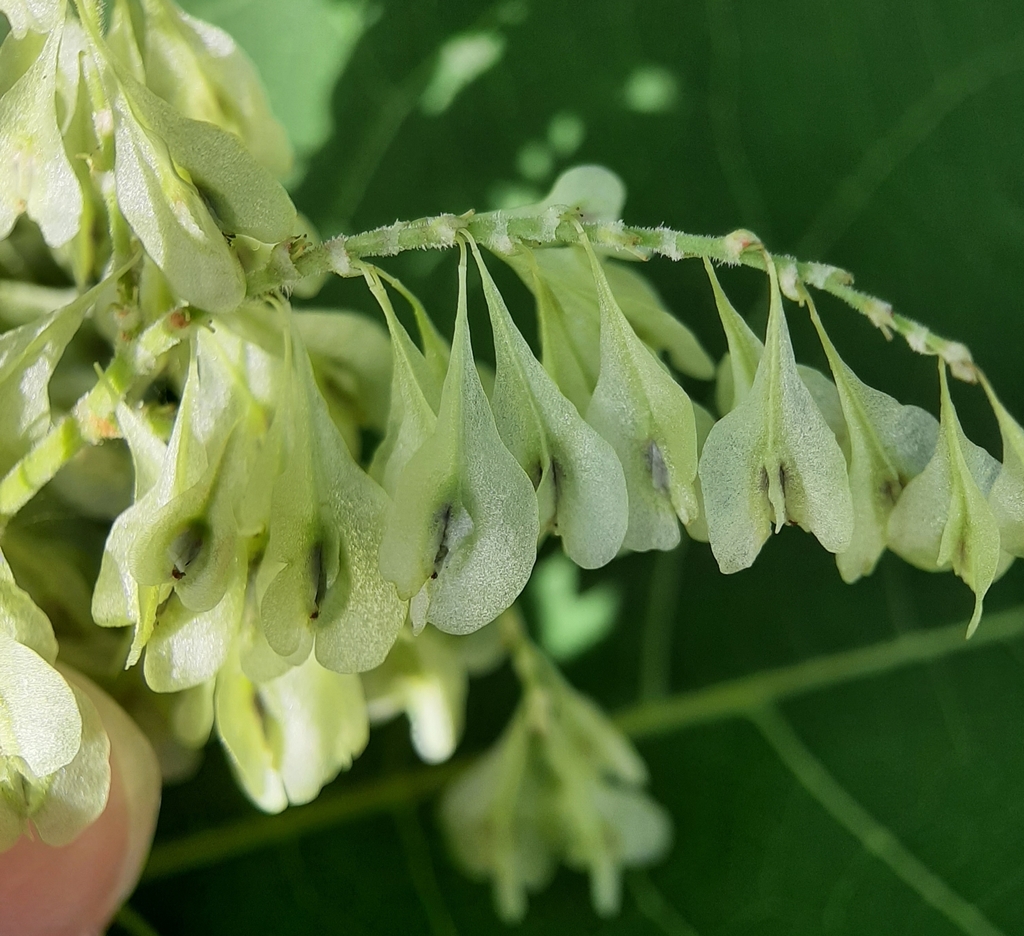Japanese knotweed