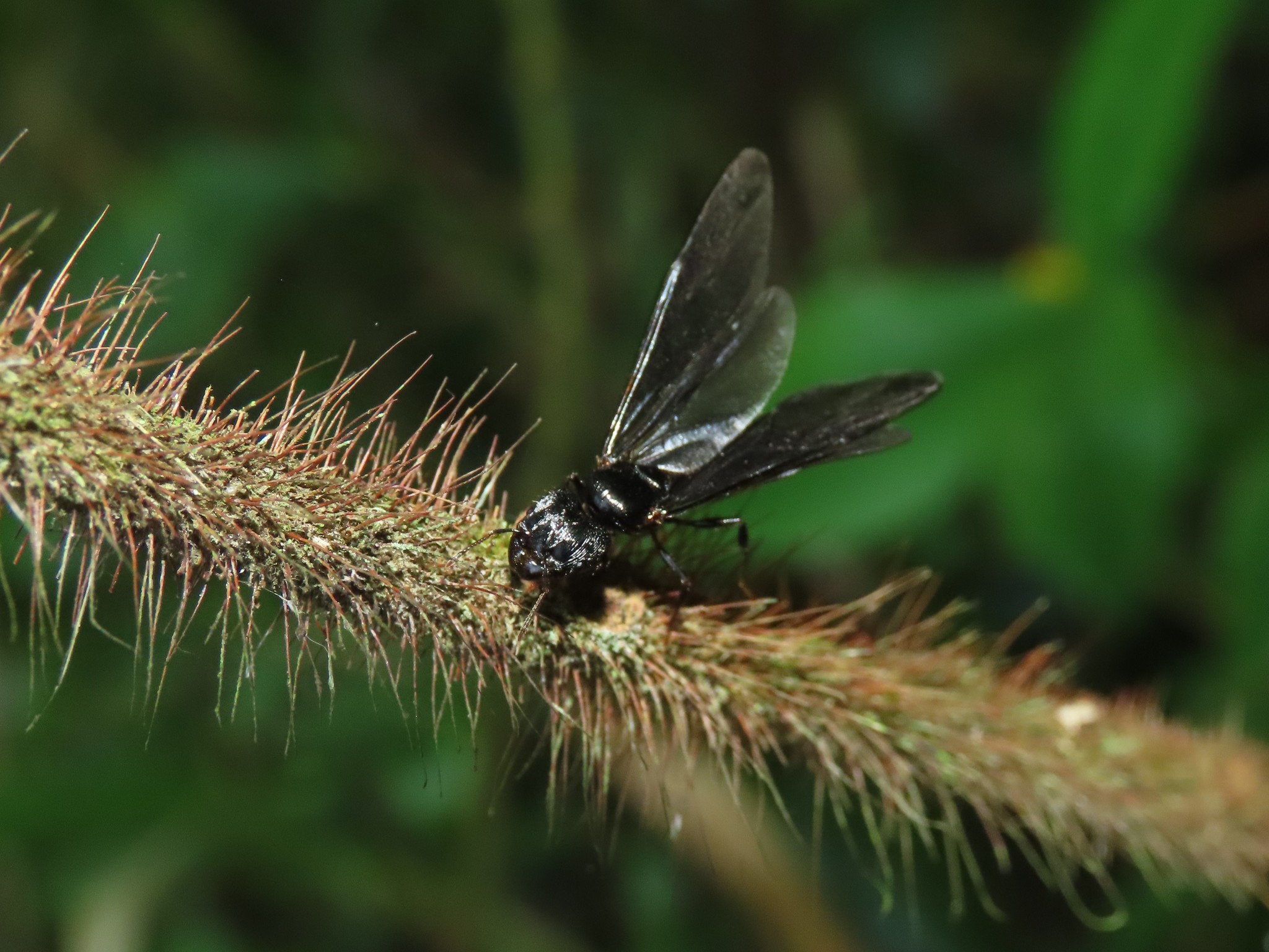 Pheidole fimbriata