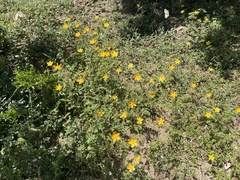 Kallstroemia peninsularis