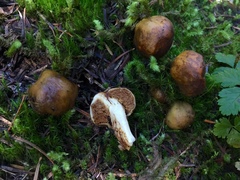 Cortinarius pinguis