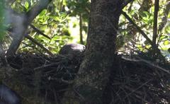 Accipiter tachiro tachiro